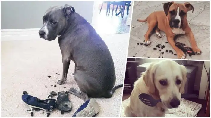 25 прелестных собак, которые очень сильно извиняются