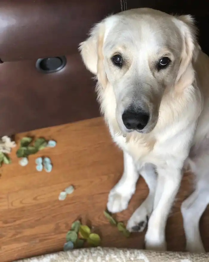 25 прелестных собак, которые очень сильно извиняются