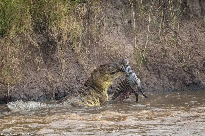 Смертельные челюсти: потрясающие фотографии крокодильей охоты