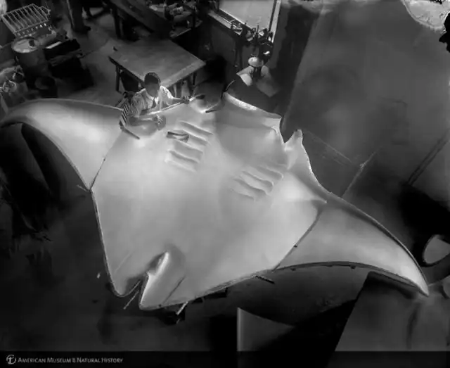 "Великий скат", которого поймал капитан Кан в 1933 году