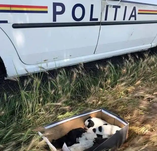 Мужчина обнаружил в поле коробку из-под обуви