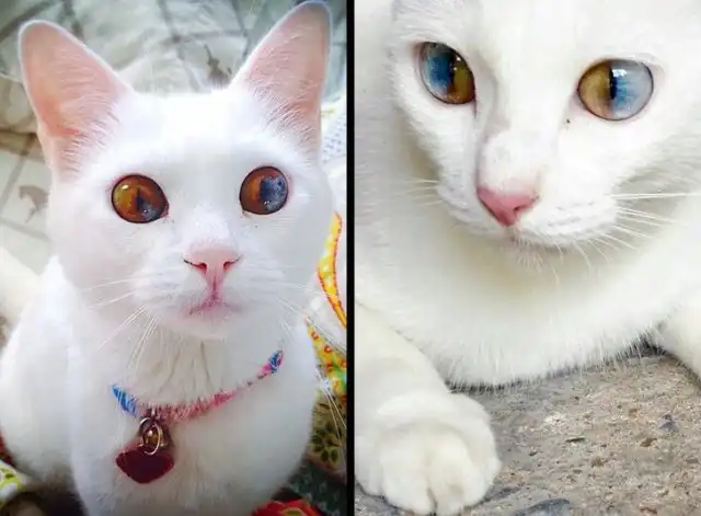 Необычный окрас животных, которым их одарила природа