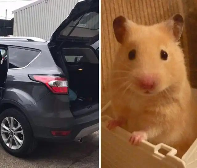 Хомяк выбрался из коробки и мстит хозяйке, уничтожая ее автомобиль