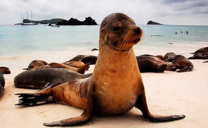 Самые умные существа мира