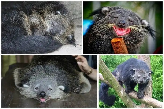 18 по-настоящему редких зверушек, о которых вы наверняка даже не слышали