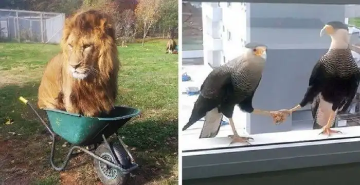 Фотографиии животных, поведение которых вызывает смех и много вопросов