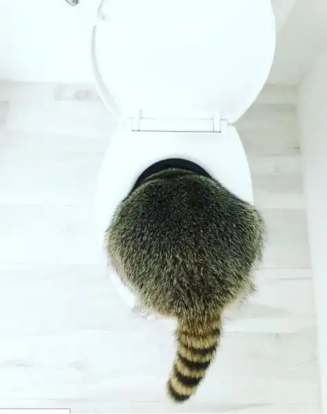 25 домашних животных, которые явно не скучали одни дома