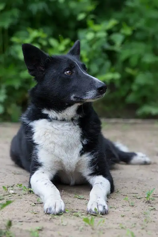 В поисках любящего хозяина