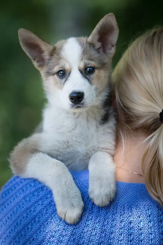 В поисках любящего хозяина