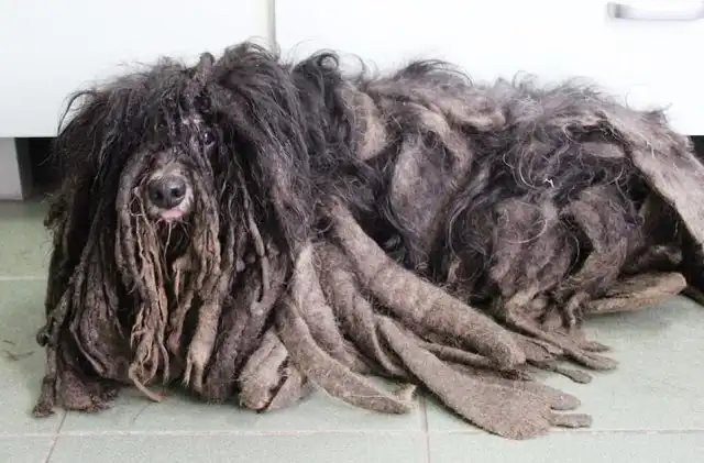 Зоозащитники спасли собаку, которая превратилась к сплошной комок шерсти