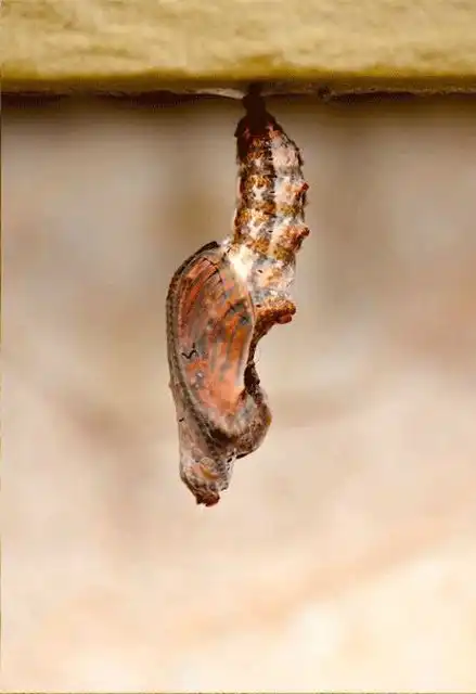 Рождение бабочки