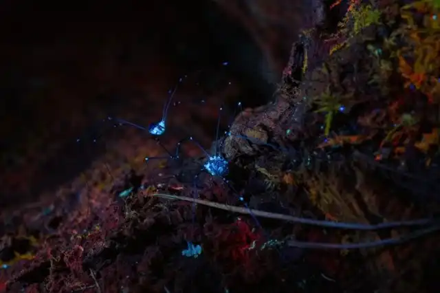 Прогулка по ночному лесу с УФ фонариком