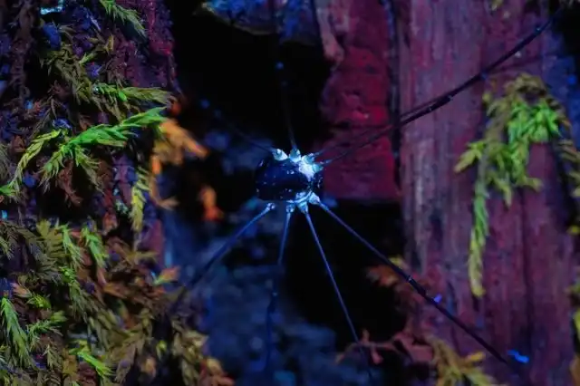 Прогулка по ночному лесу с УФ фонариком