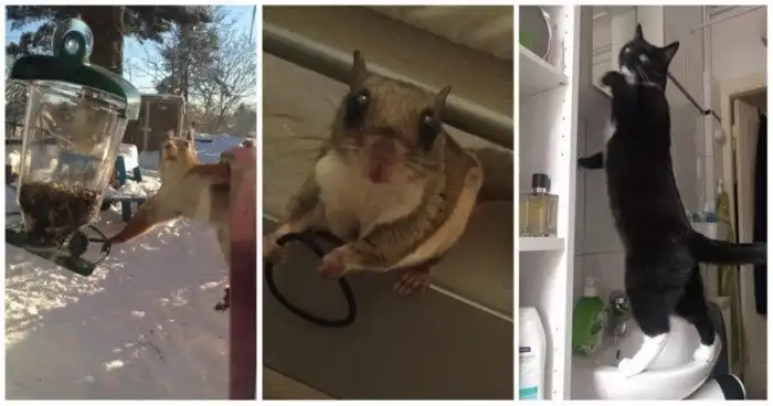 28 смешных животных, которых застукали на месте преступления