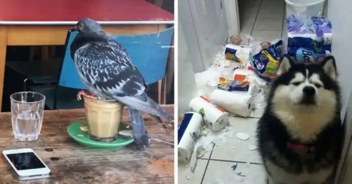 18 зверей, которые устроили пакости, но ничуть в этом не раскаиваются