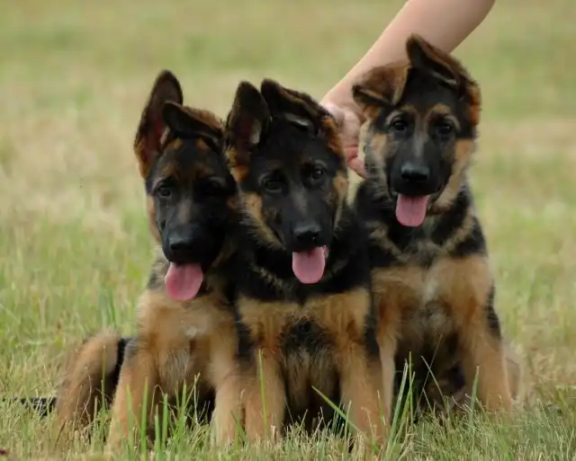 Женщина взяла из приюта щенков, которые оказались вовсе не овчарками, как ей сказали