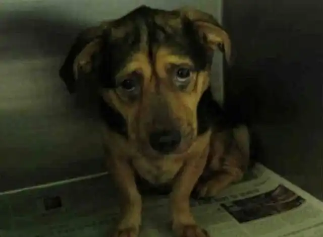 Пара приютила грустного пса из приюта