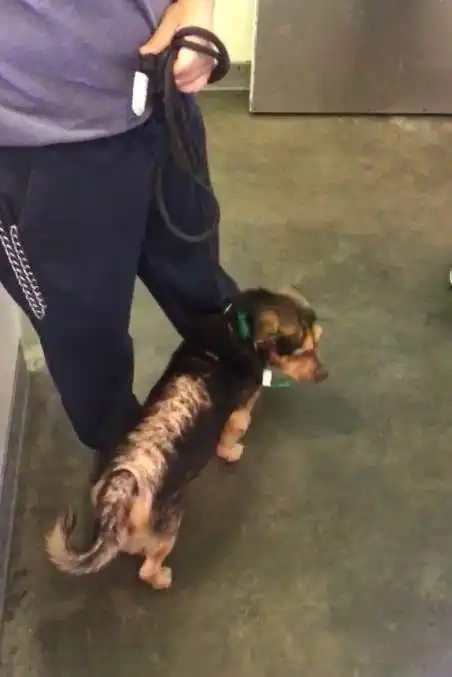 Пара приютила грустного пса из приюта