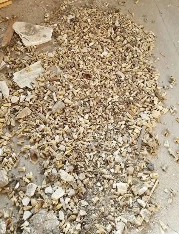 Жуткая находка при реставрации здания начала 20 века