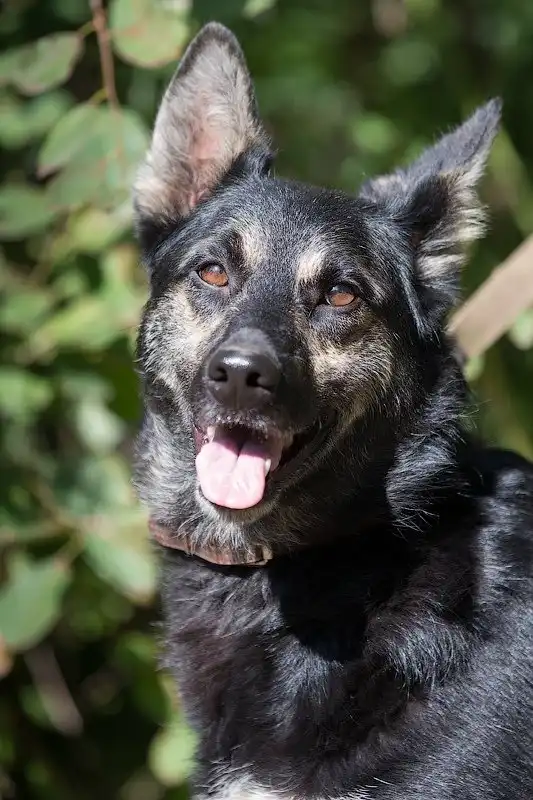 В хорошие руки