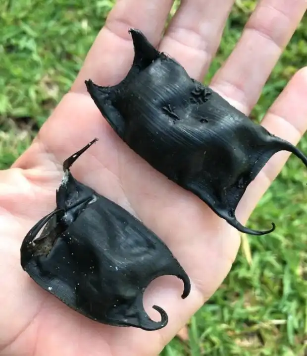 Странные "пластиковые мешки" на побережье Северной Каролины