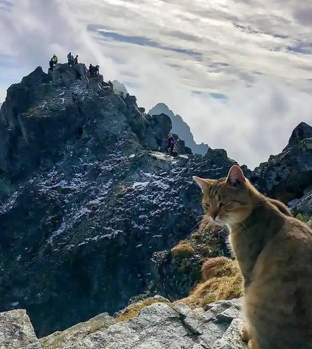 Неожиданная встреча на вершине горы Рысы в Польше
