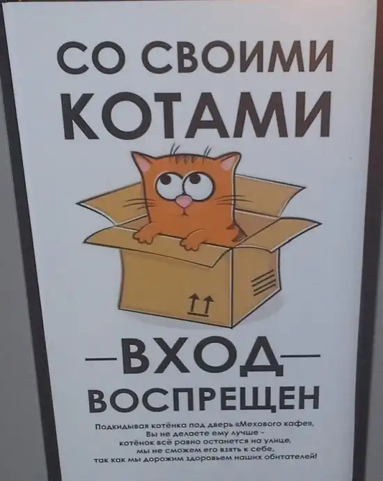 Кафе для любителей котиков в Калуге