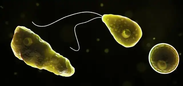 Американец умер после заражения амёбой, пожирающей мозг