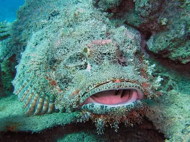 С этими животными лучше не связываться