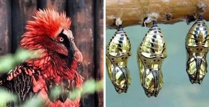 18 странных живых существ, любоваться которыми интересно, но немного страшно