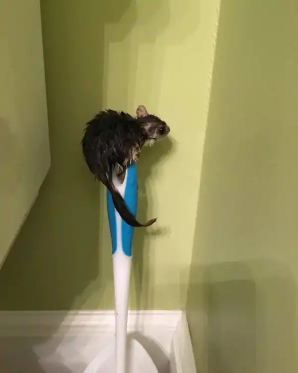 Незваный гость, который пробрался в дом по канализационным трубам