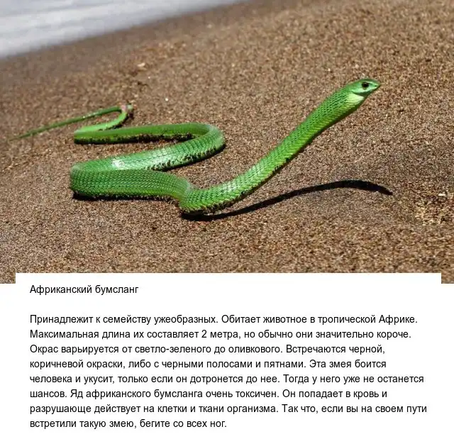 Самые опасные и ядовитые в мире змеи