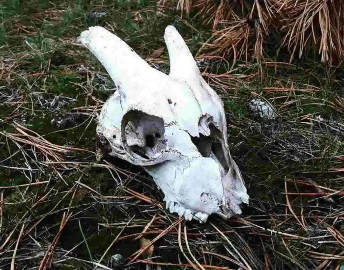 19 таинственных находок, который люди внезапно сделали в лесу