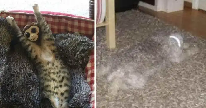 15 фотоиллюзий, которые невозможно разгадать с первой попытки