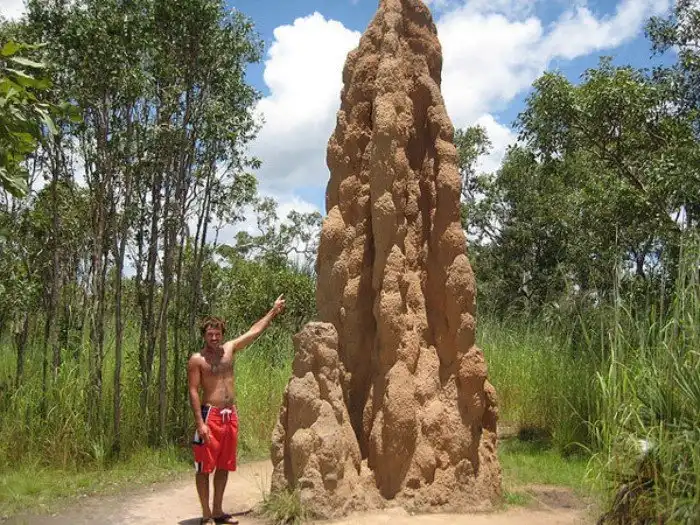 Почему ученые считают муравьев вершиной эволюции