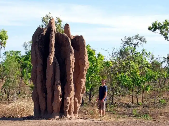Почему ученые считают муравьев вершиной эволюции