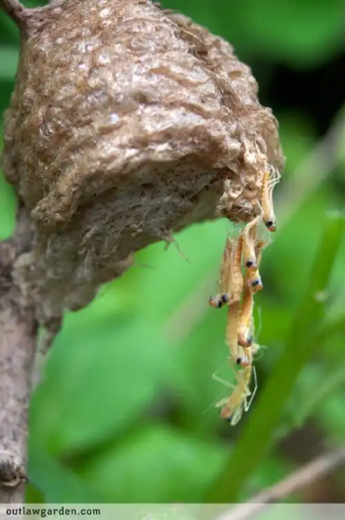 Что это такое: странные шишки на ёлке?