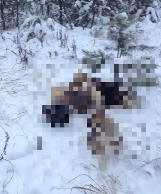 Неожиданная находка в лесу