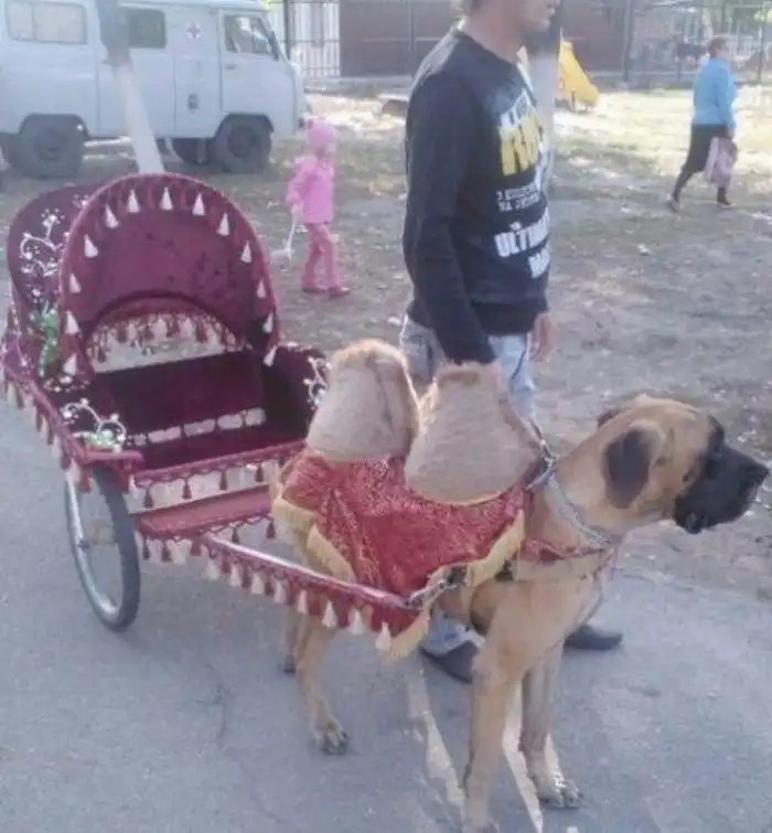 Тайная жизнь домашних животных: скандалы, интриги, расследования