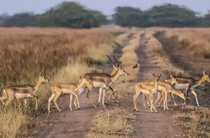 Что стоит посмотреть в Варанаси