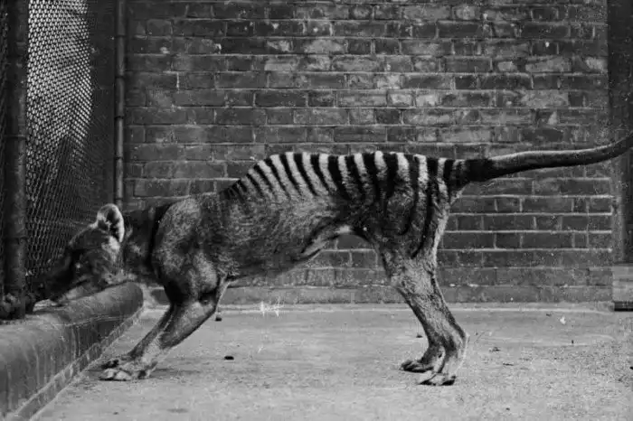 Сумчатый волк: Заработать миллион и сделать мир лучше