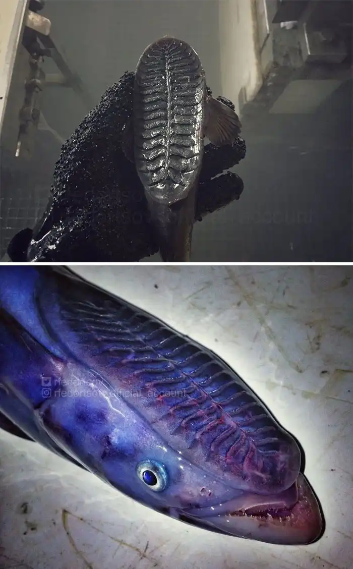 Рыба-прилипала: Как довести акулу до нервного срыва