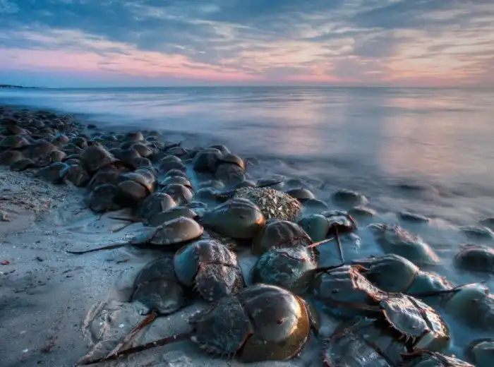 Мечехвост: Синяя кровь и жуткий вид