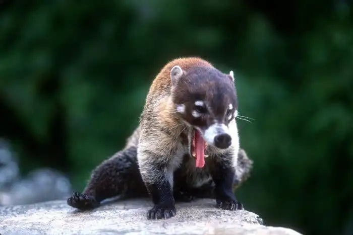 Носуха может занять место после человека