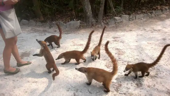 Носуха может занять место после человека