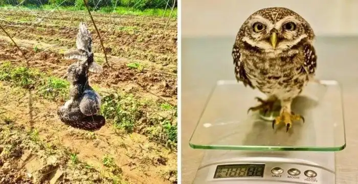 Тайский фермер спас двух сов, запутавшихся в заборе