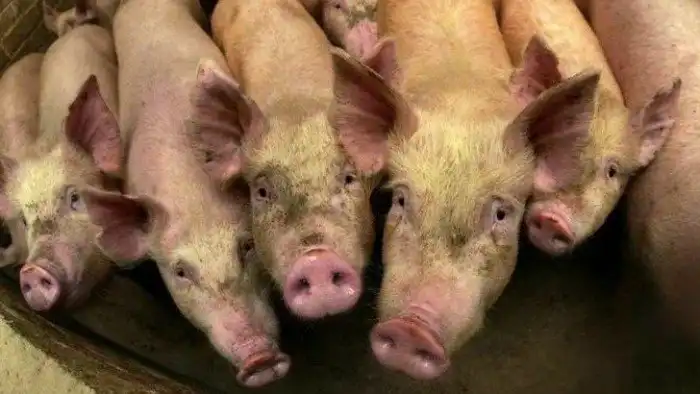 Почему евреям и мусульманам нельзя есть свинину?