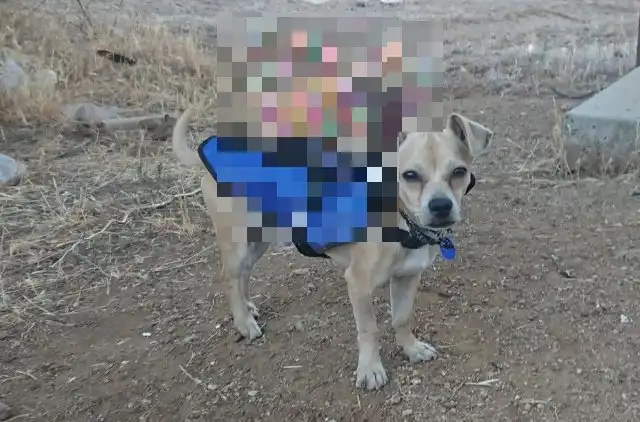 Жилеты с шипами для защиты домашних питомцев от койотов