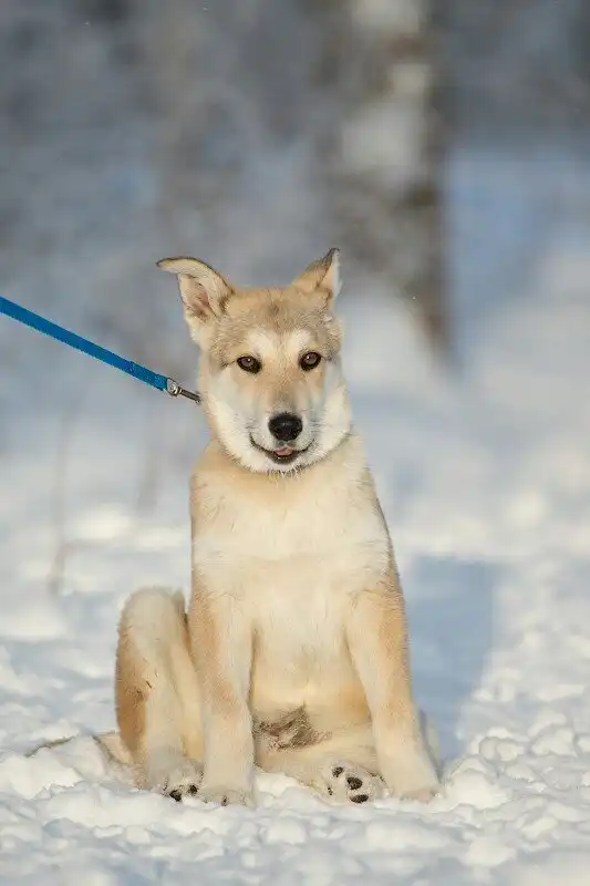 В поисках любящего хозяина