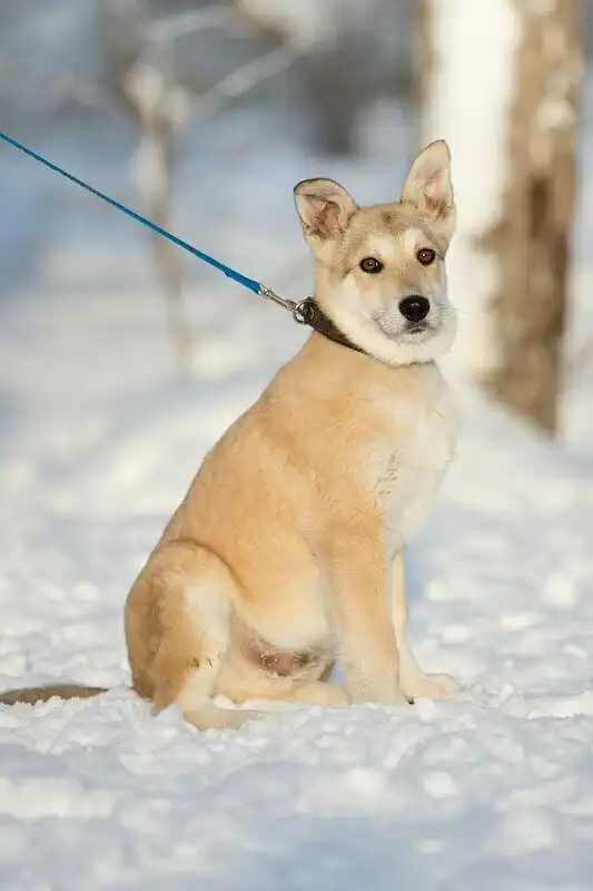В поисках любящего хозяина